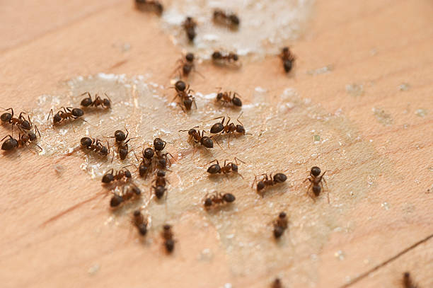 Best Best Pest Control Companies  in Raintree Plantation, MO