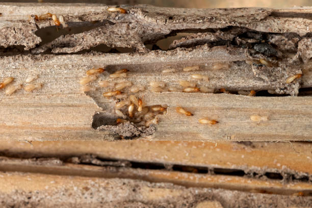 Best Exterminator Services  in Raintree Plantation, MO